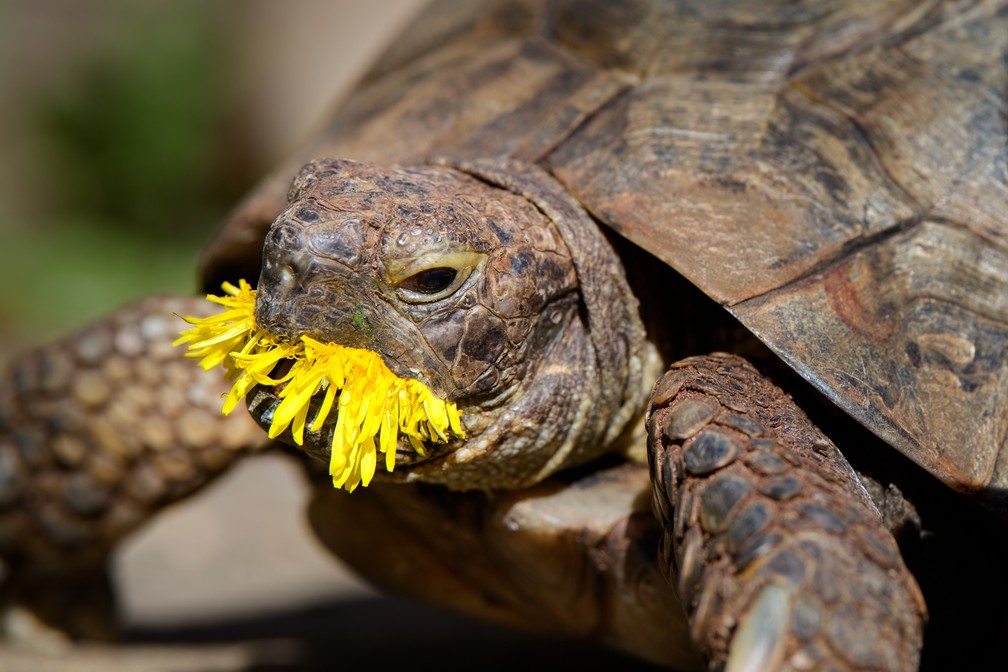 'Edgar dente-de-leão', finalista do Comedy Pet Photo Awards — Foto: Jonathan Casey/Comedy Pets