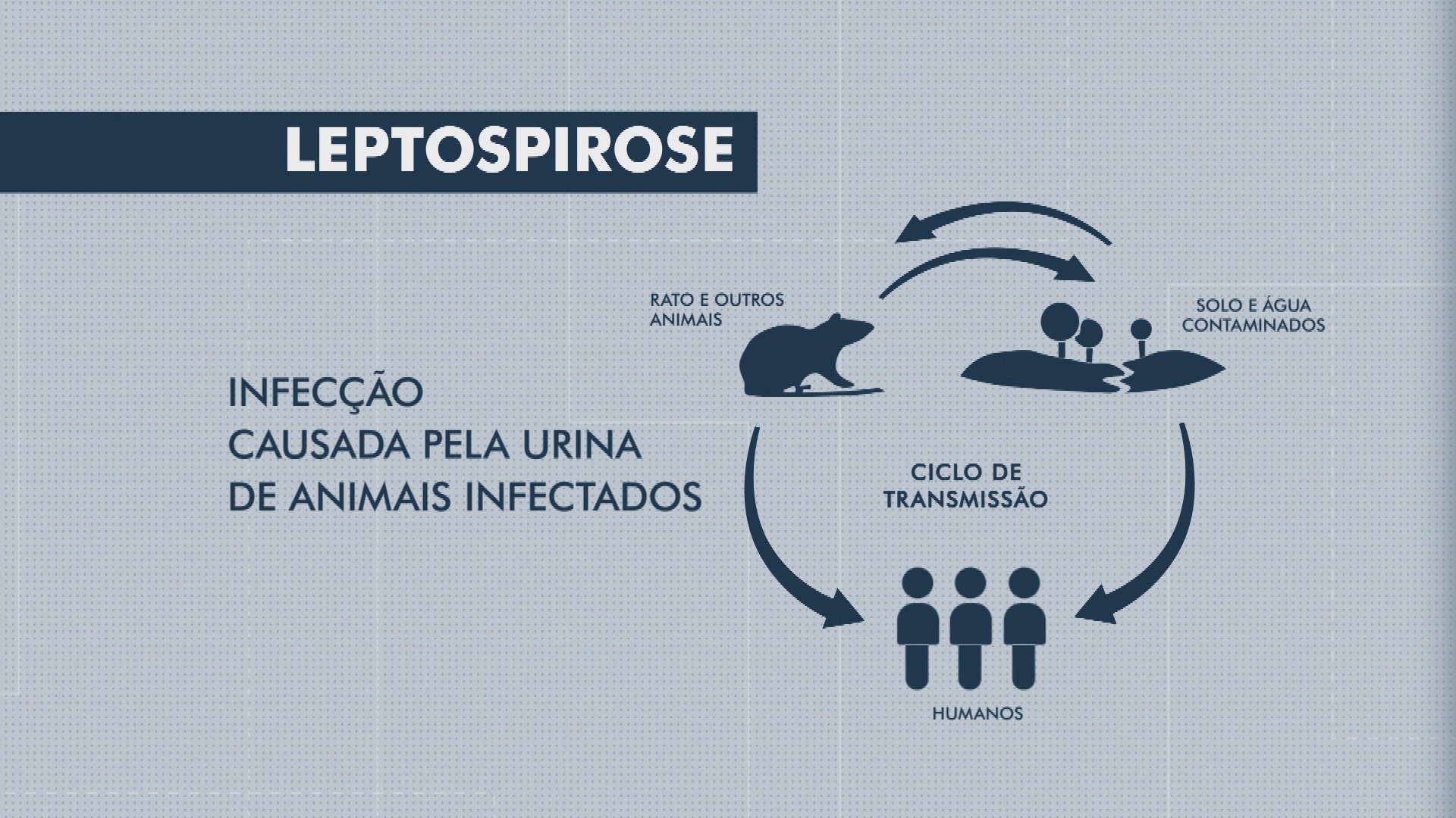 Leptospirose: Casos aumentam com enchentes no litoral de SP; veja como se proteger da doença