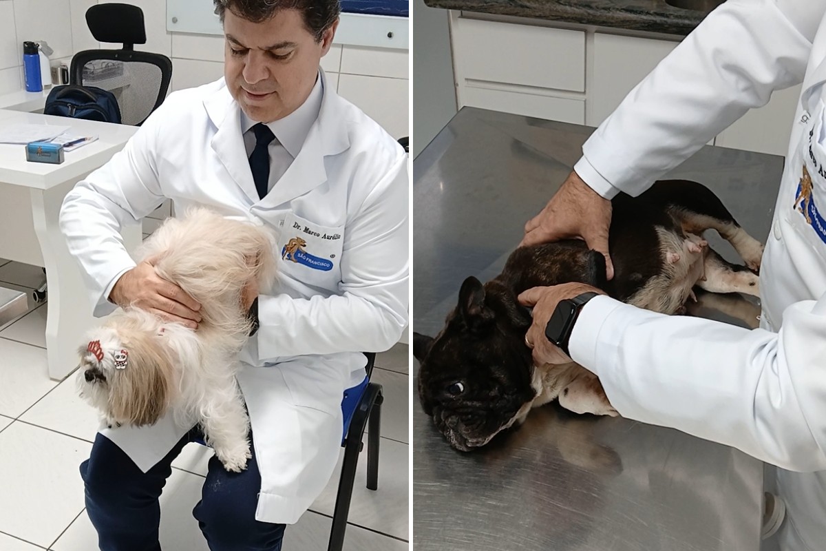 Calor, engasgos e intoxicações: veterinário ensina primeiros socorros que podem salvar a vida do seu pet