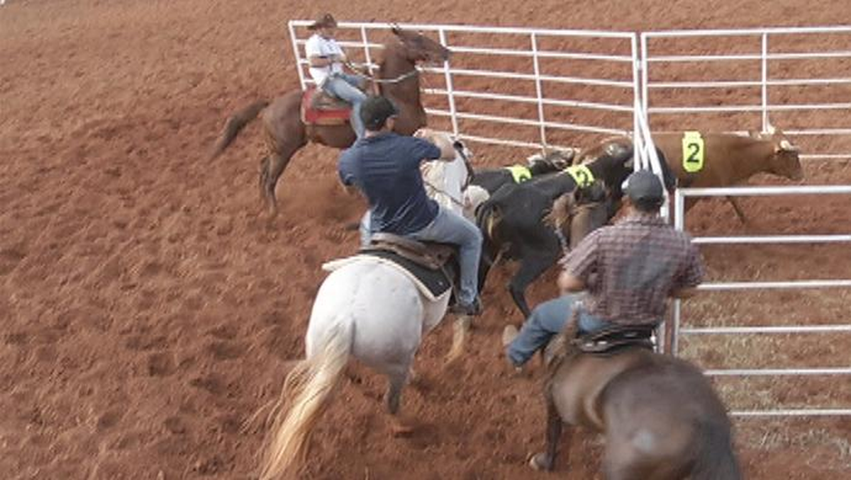Segundo dia de Expoacre tem provas de Team Penning na Arena de Rodeios