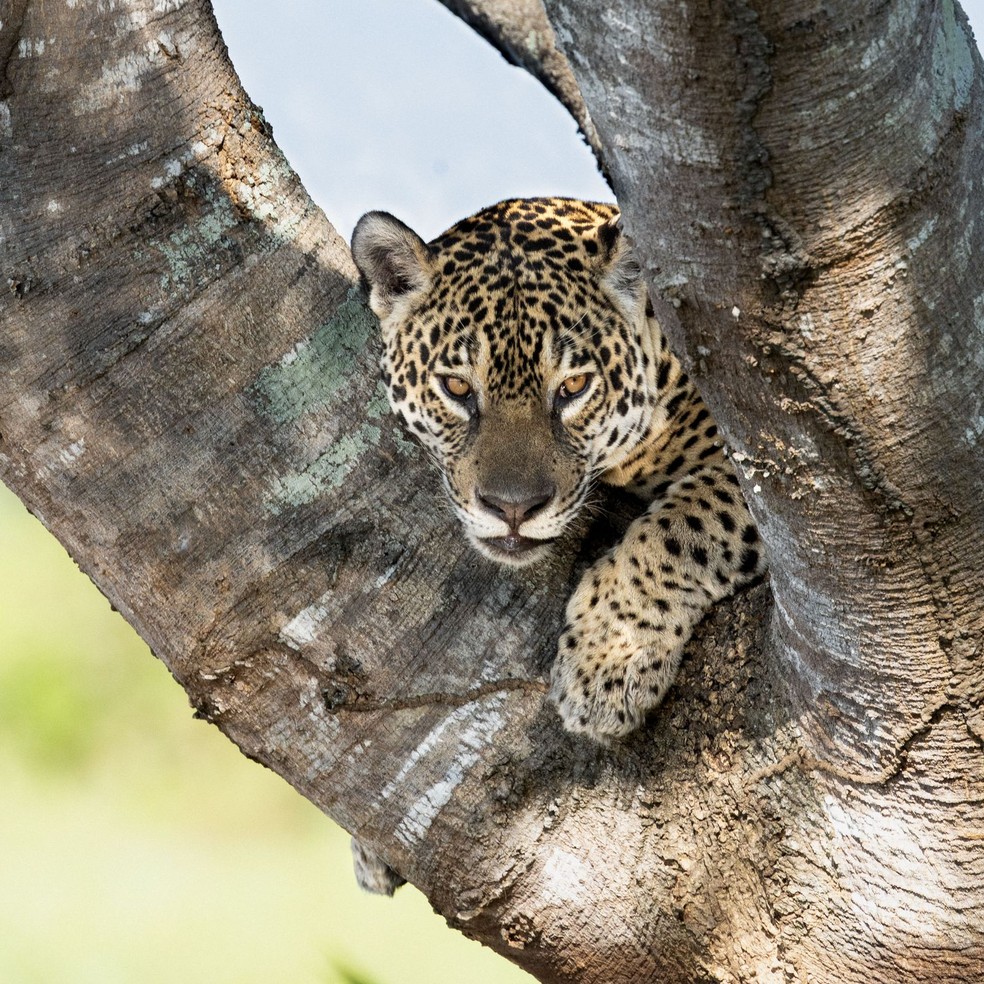 Medrosa, a onça-pintada que caça jacarés no Pantanal