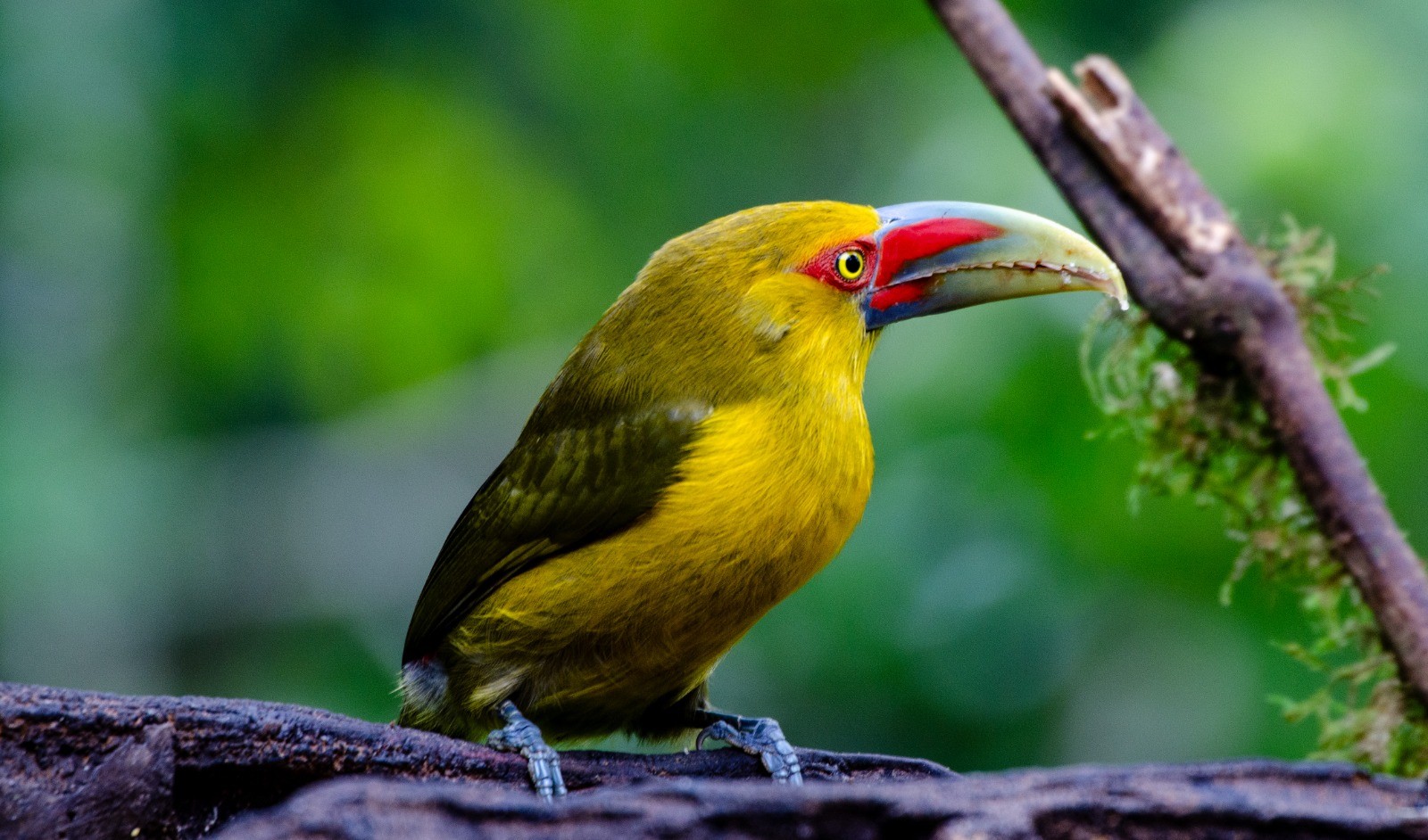 Com mais de 400 espécies de aves, Parque Carlos Botelho é refúgio para animais ameaçados na Mata Atlântica; veja fotos