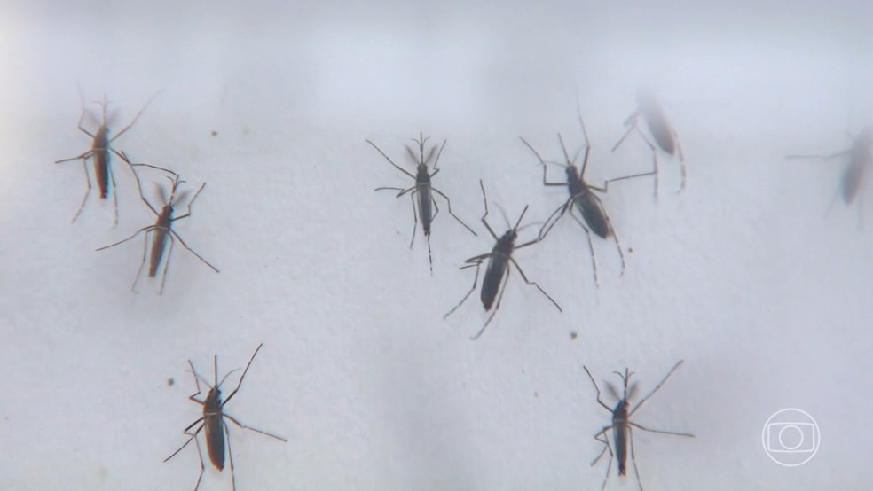 Dengue — Foto: Jornal Nacional/Reprodução