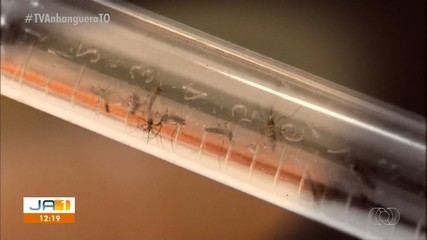 Tipos de dengue: identificar os sorotipos da doença ajuda no tratamento