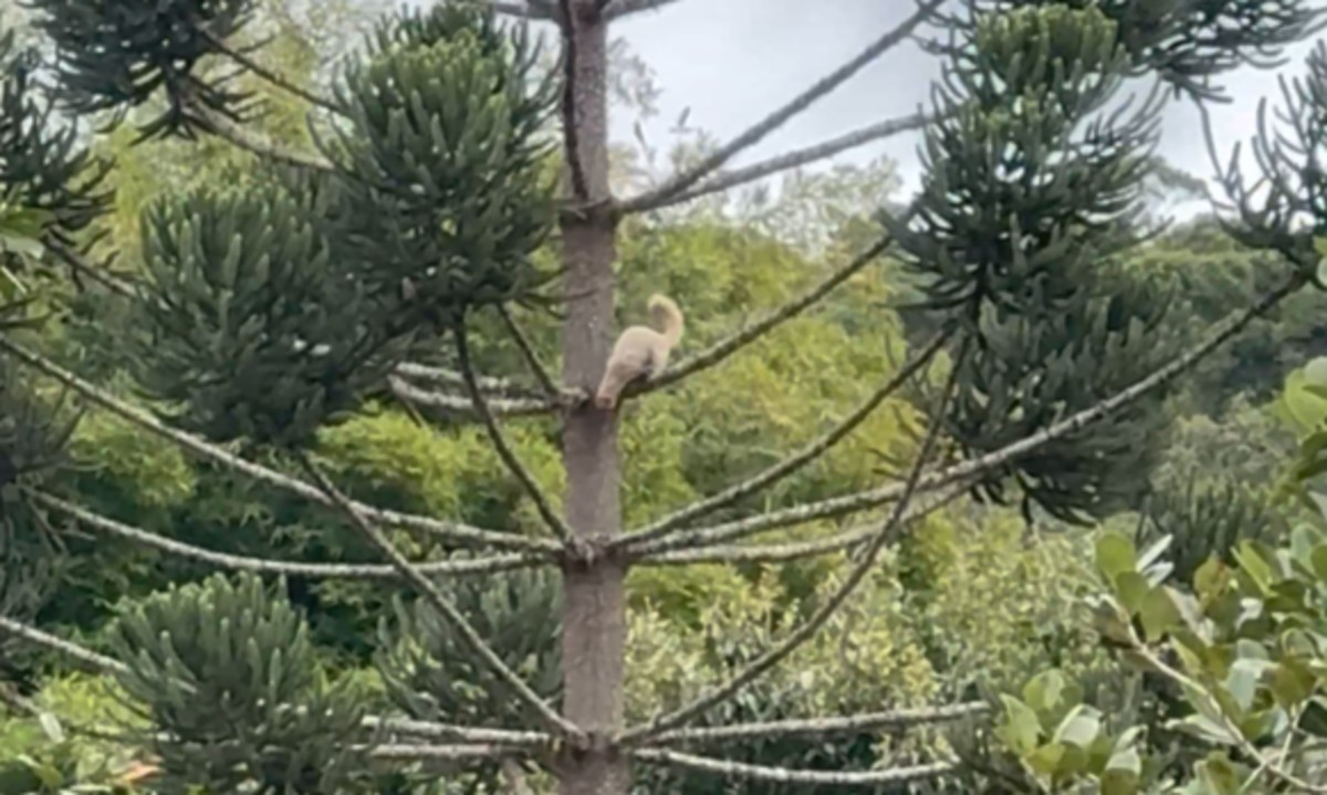 VÍDEO: Irara branca rara é vista no Parque Estadual da Pedra Selada, em Visconde de Mauá