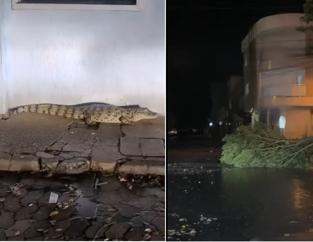 Chuva forte alaga ruas e jacaré aparece em área de hospital em Campos