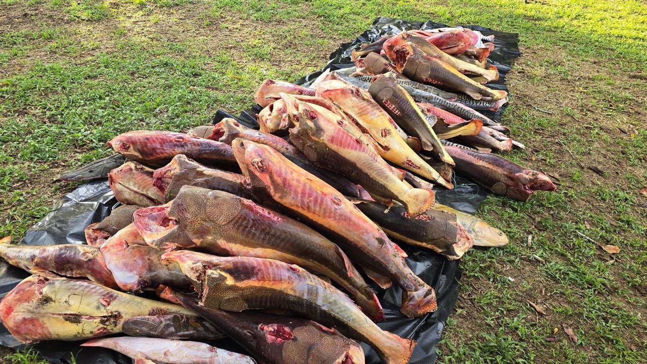 Cerca de quatro toneladas de pescado ilegal são apreendidas no AM