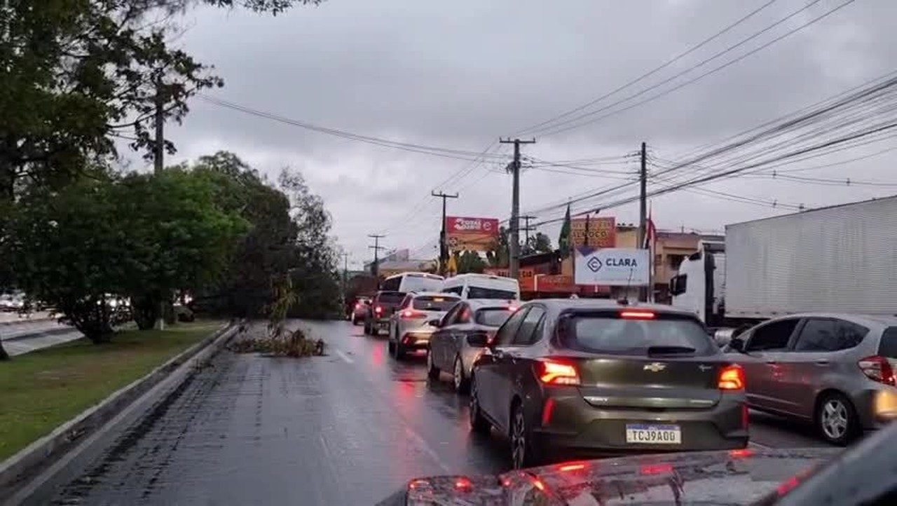 Árvore de grande porte cai e interdita duas faixas da Av. Durval de Góes Monteiro, em Maceió 