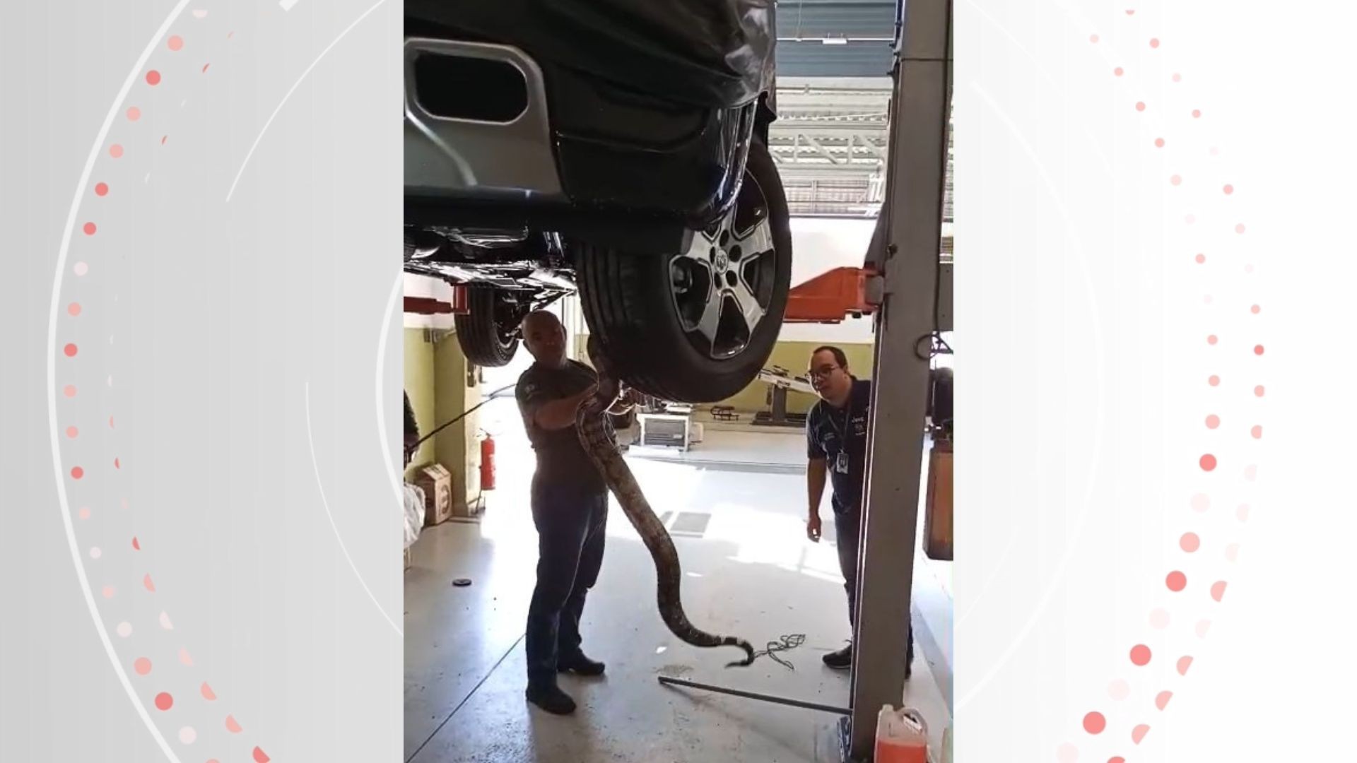 VÍDEO: jiboia é resgatada escondida em motor de carro no ES