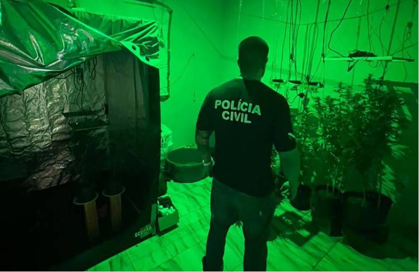 Plantação com mais de 20 pés de maconha é apreendida em casa no bairro do Coqueiro, na Grande Belém