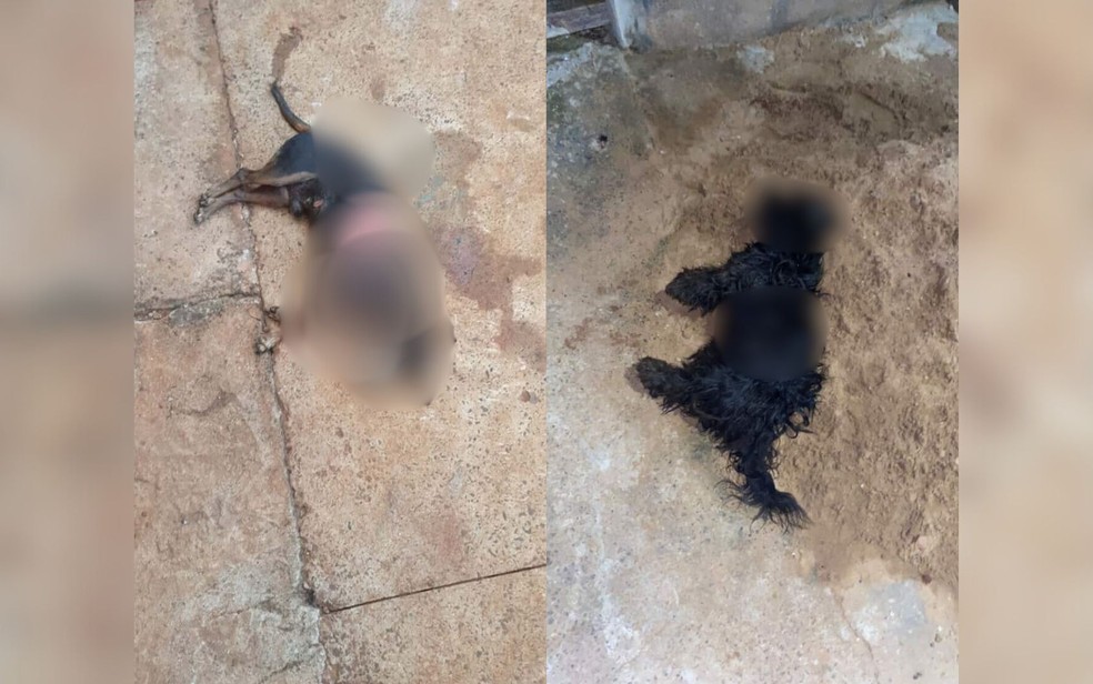 Pit bull teria matado outros dois cachorros em Rio Verde — Foto: Divulgação/Polícia Militar