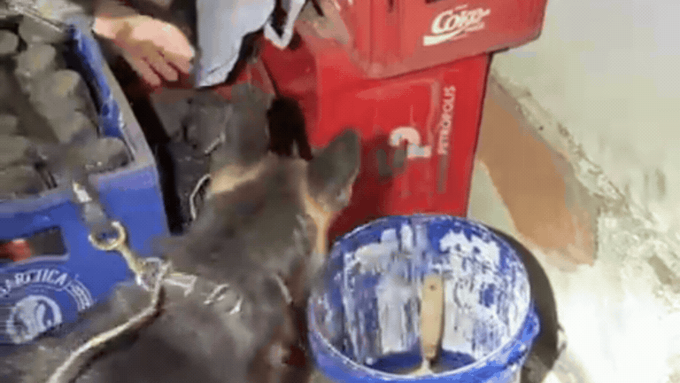 VÍDEO: Cão farejador encontra drogas escondidas entre engradados de cerveja e idosa é presa em bar de Uberlândia