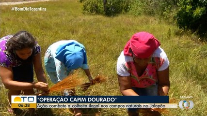 Operação Capim-Dourado combate a colheita ilegal da espécie nos campos naturais do Jalapão