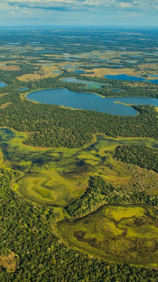 Pantaneirissimo: Maior ninhal do Pantanal tem quase um quilômetro de  extensão