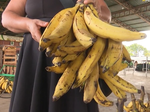 Por falta de chuvas, produtores rurais enfrentam dificuldades para escoar a produção de bananas em Rio Branco: 'Muito prejuízo'