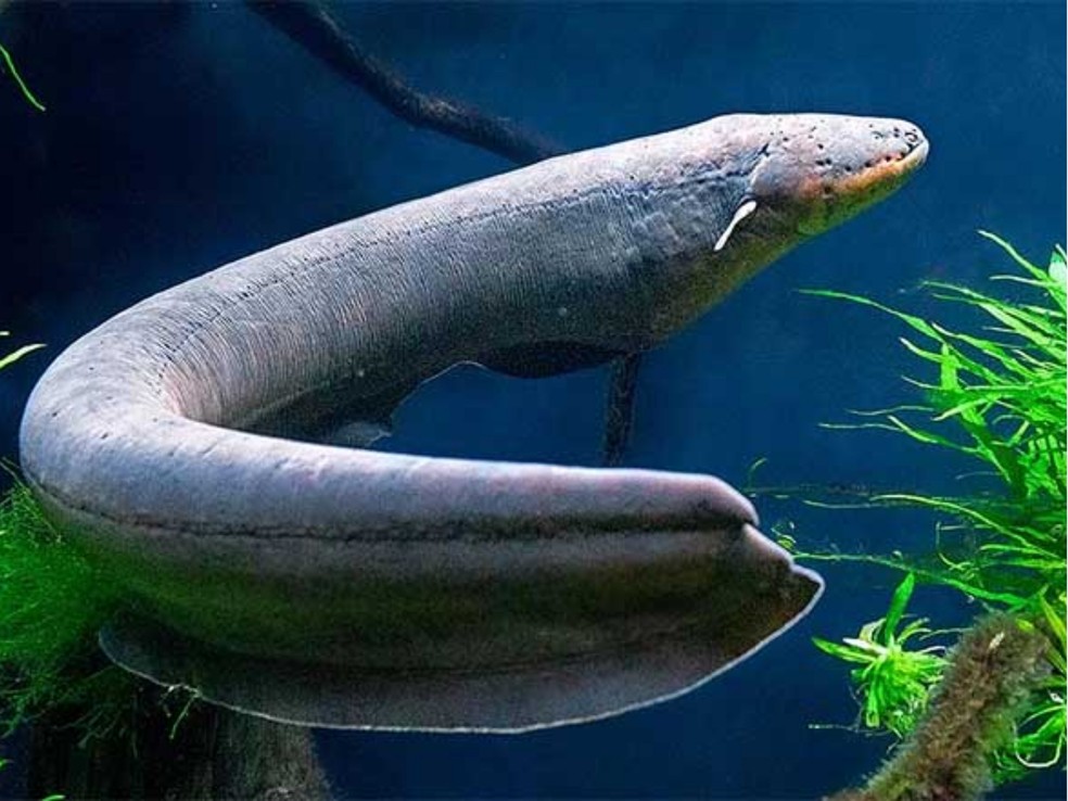 Poraquê é o conhecido peixe-elétrico que habita os rios da Amazônia — Foto: Reprodução