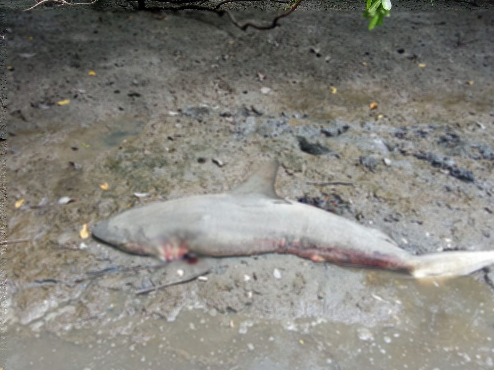 Tubarão é encontrado morto em área de pesca em São Cristóvão 