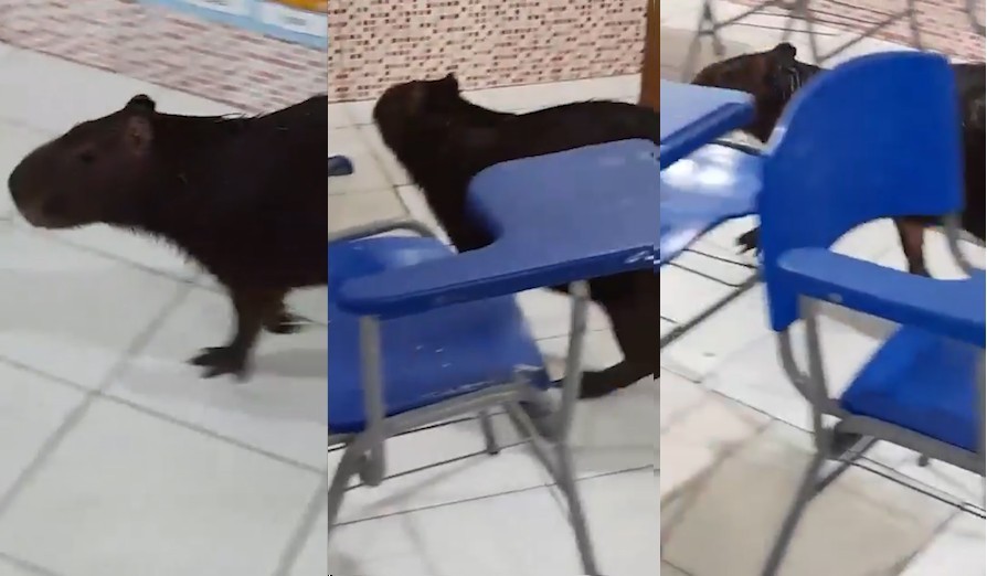 VÍDEO: Capivara é flagrada dentro de sala de aula em escola no Pará