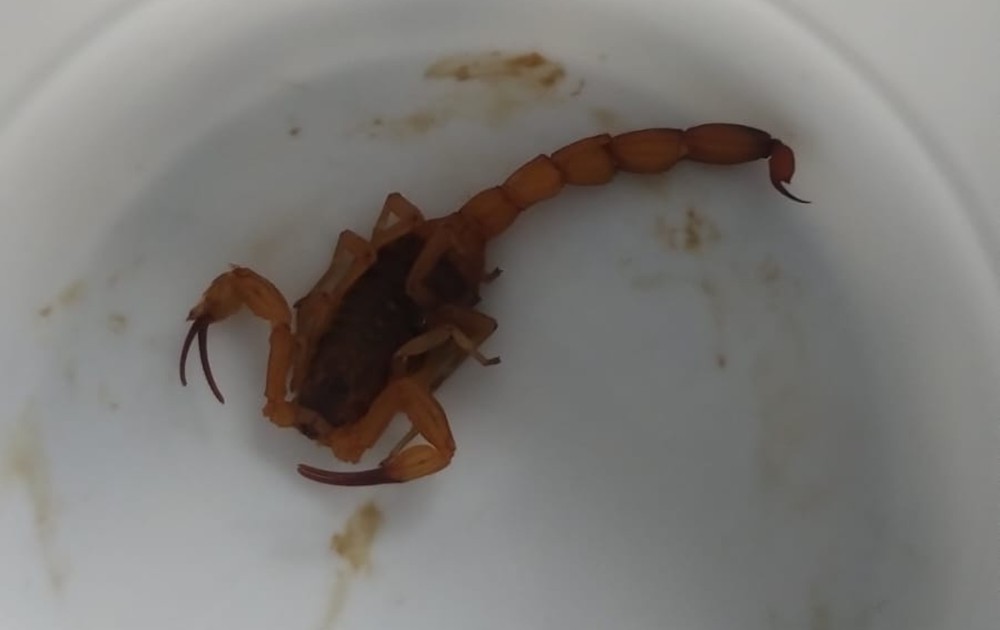 Castilho - SP: Menino é picado por escorpião que estava em uniforme escolar