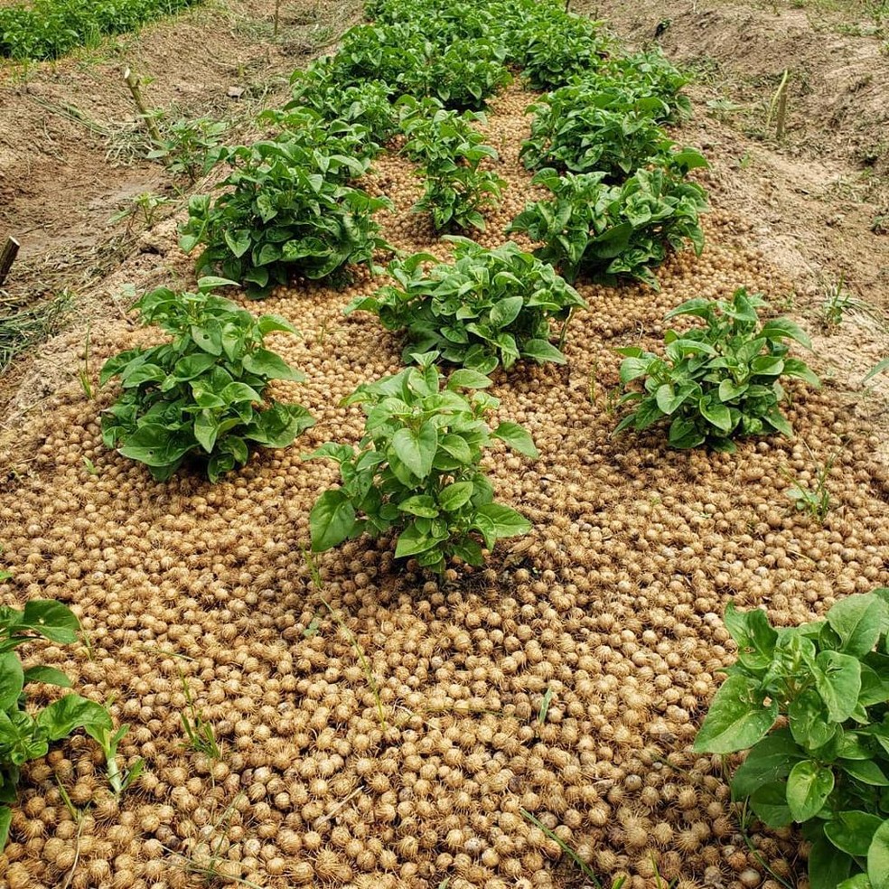 Horto Panc — Foto: Arquivo pessoal