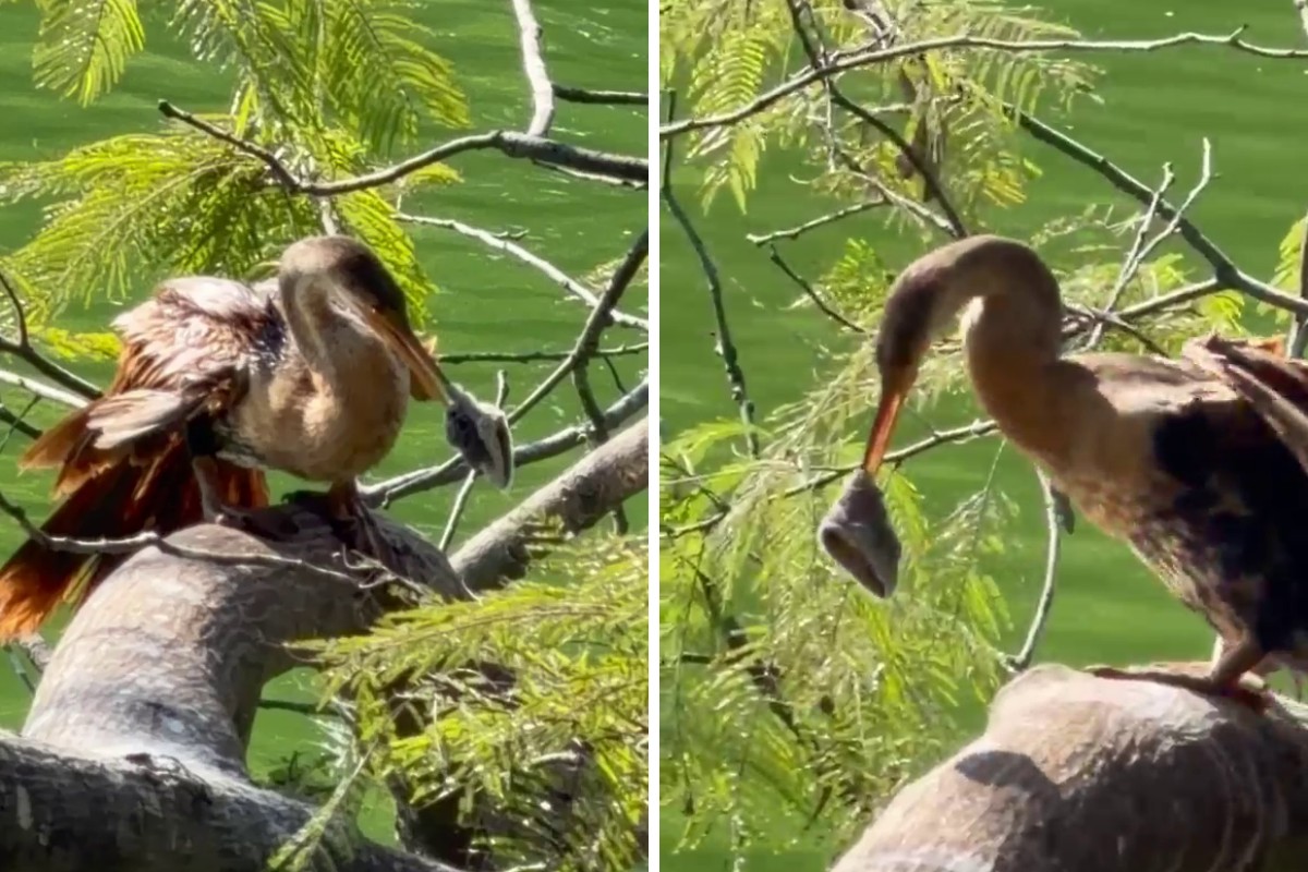 Prefeitura de Campinas tenta resgatar ave com material preso no bico na Lagoa do Taquaral