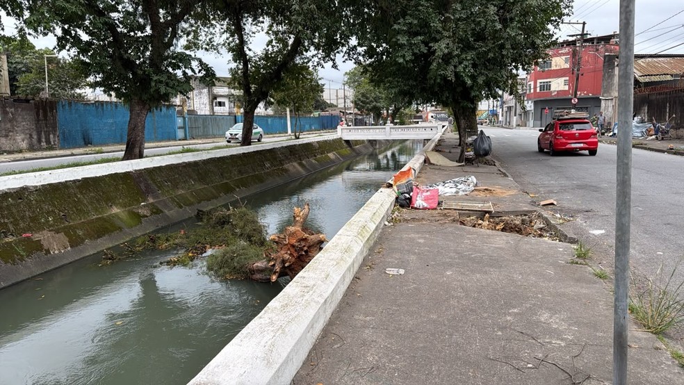 Homem em situa&ccedil;&atilde;o de rua morre ap&oacute;s ser atingido por &aacute;rvore em Santos, SP &mdash; Foto: Matheus Croce/TV Tribuna