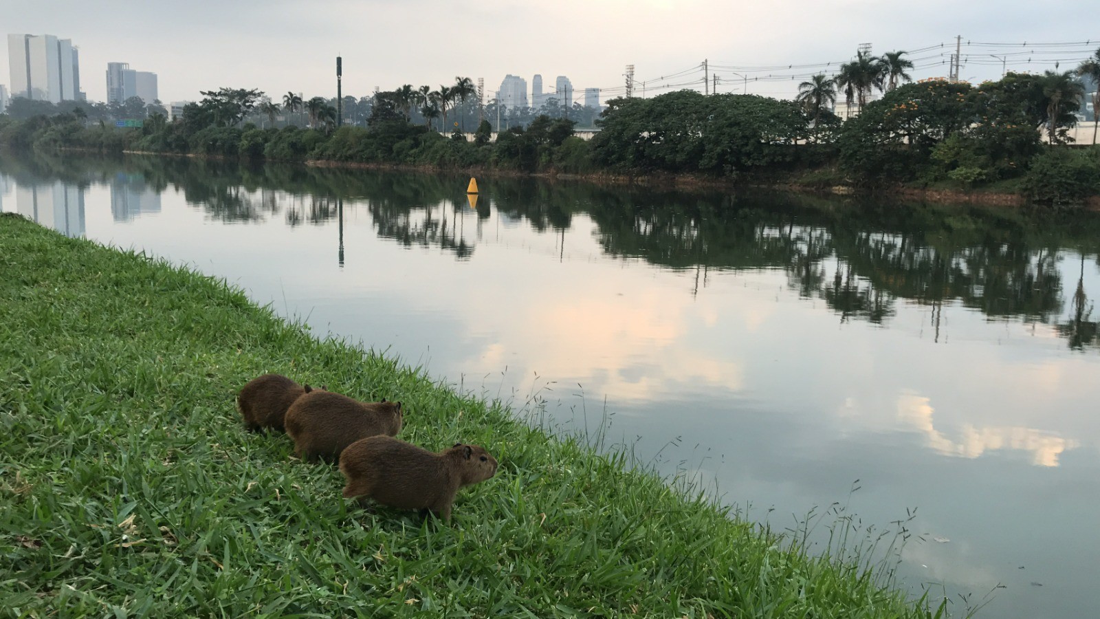 Capivara é vista com sacola plástica presa ao pescoço na ciclovia do Rio Pinheiros
