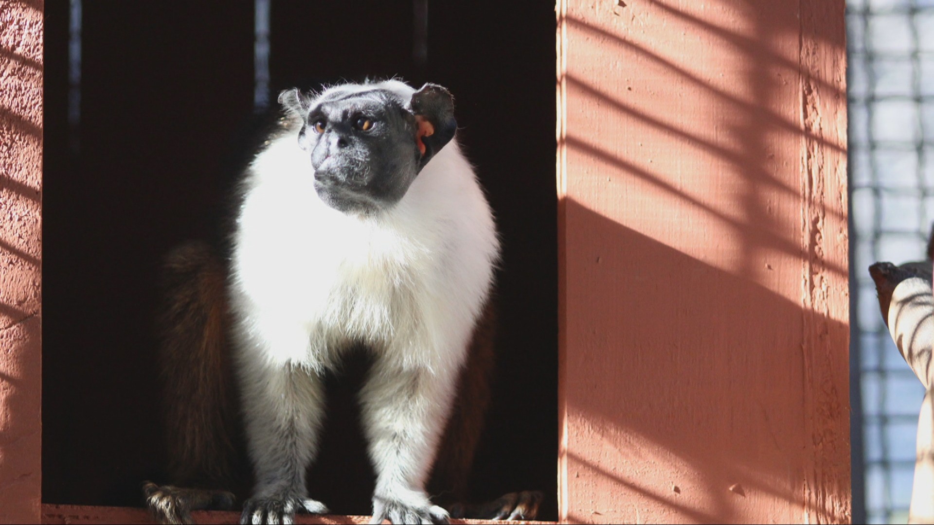 Zoológico de BH recebe, pela primeira vez, fêmea de sauim-de-coleira, espécie ameaçada de extinção