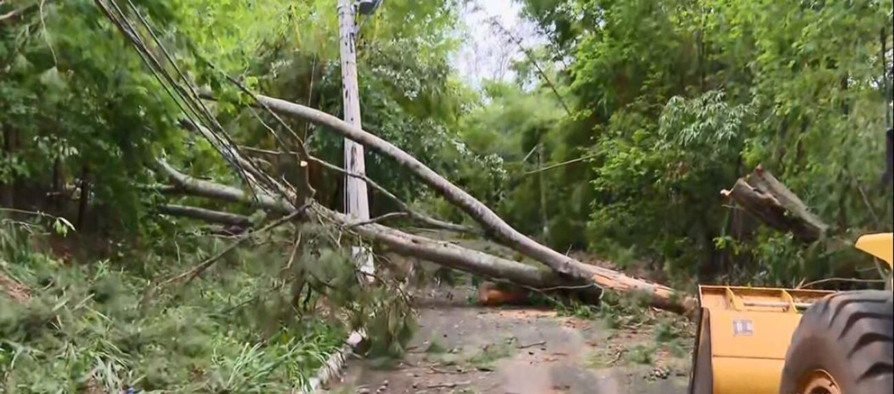 VÍDEO: chuva forte derruba 300 árvores e deixa moradores sem energia em cidade do interior de SP