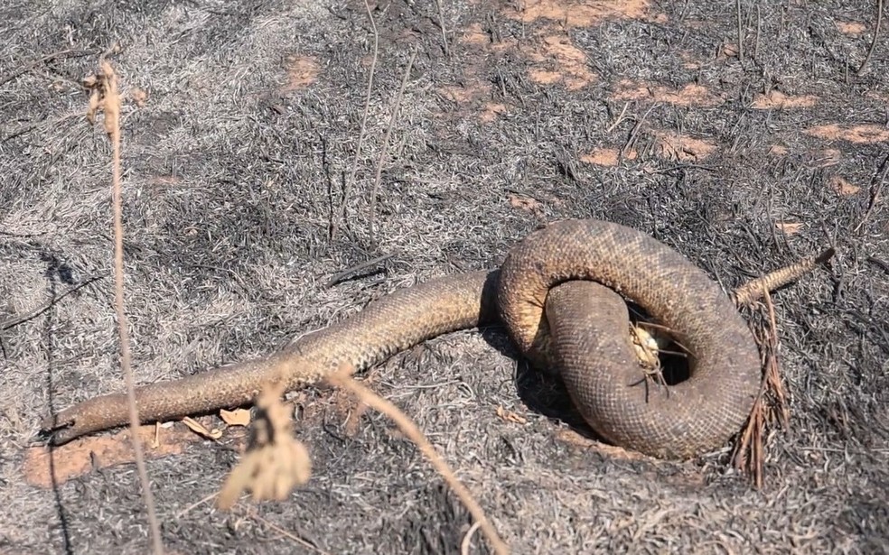 Cobra morre carbonizada no Pantanal. — Foto: Itamar Silva/TV Morena