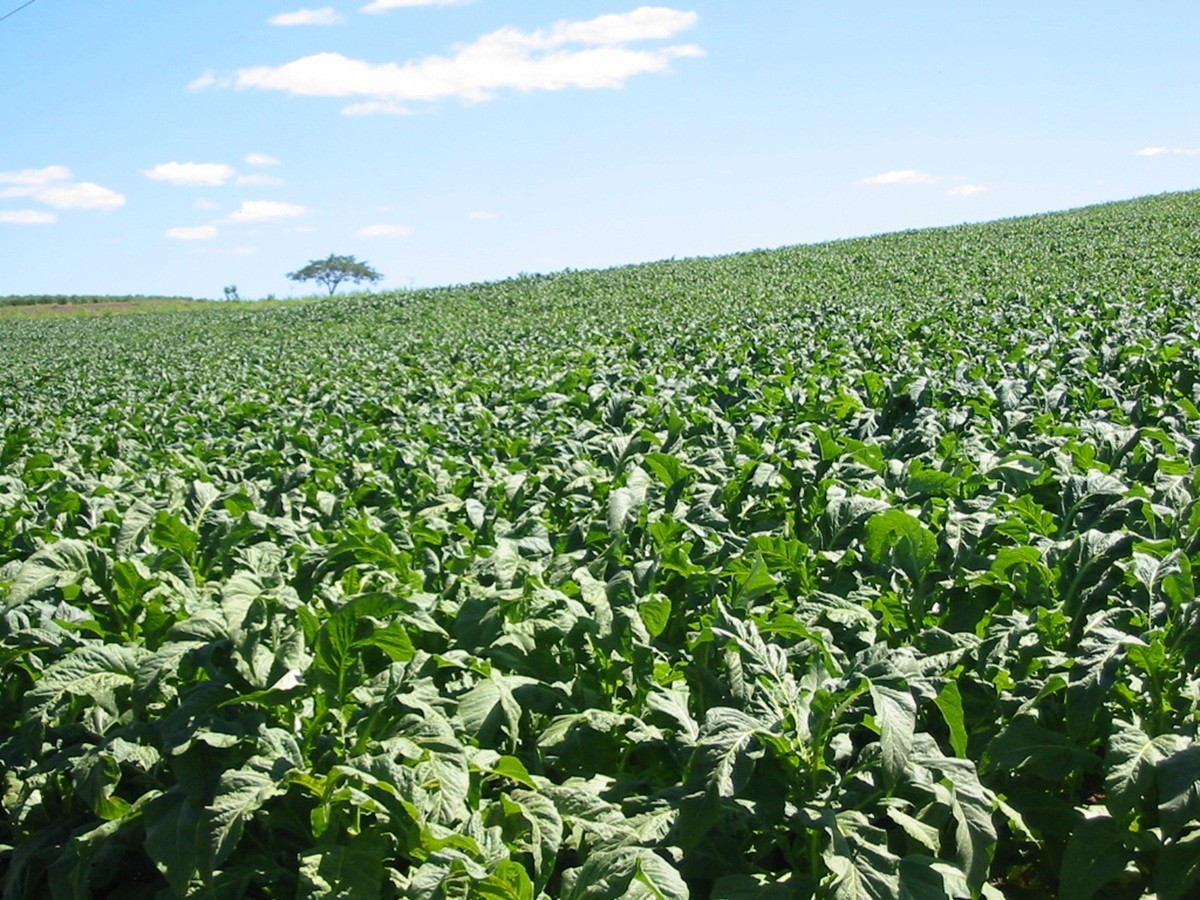 'Overdose de nicotina': cultivo de tabaco expõe agricultores e água à contaminação em cidade de SC, diz pesquisa