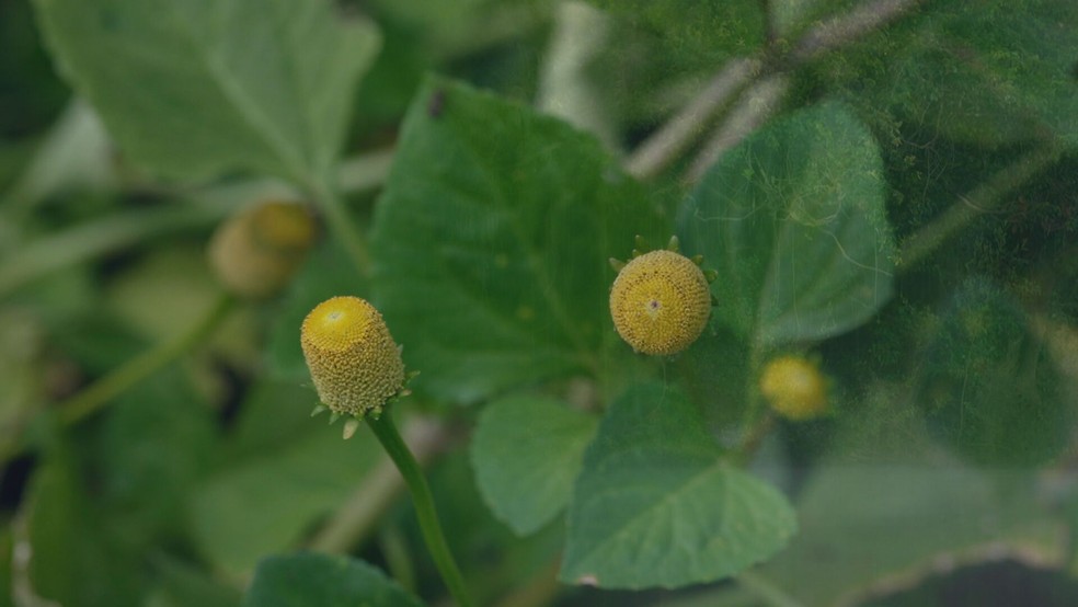 Planta afrodisíaca da Amazônia chama atenção pelo efeito peculiar que provoca
