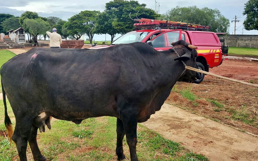 Vaca ataca dona em Tapira — Foto: Corpo de Bombeiros
