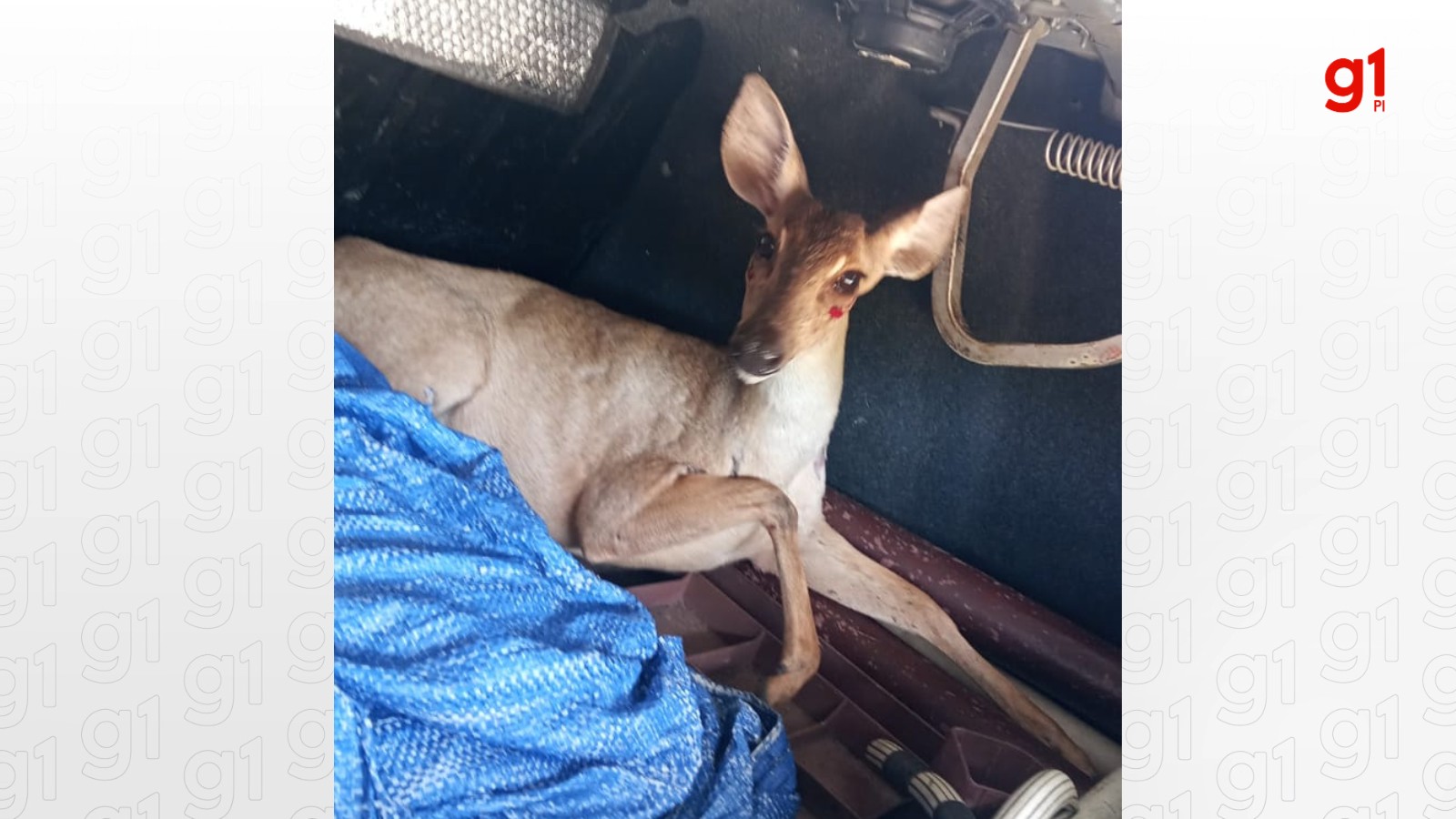 Cerva é resgatada de área urbana de Teresina; suspeita de atropelamento