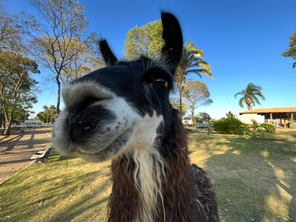 Lhamas, nativas de países frios da América do Sul, são uma das atrações da "Fazendinha" — Foto: Fábio Modesto/TV TEM
