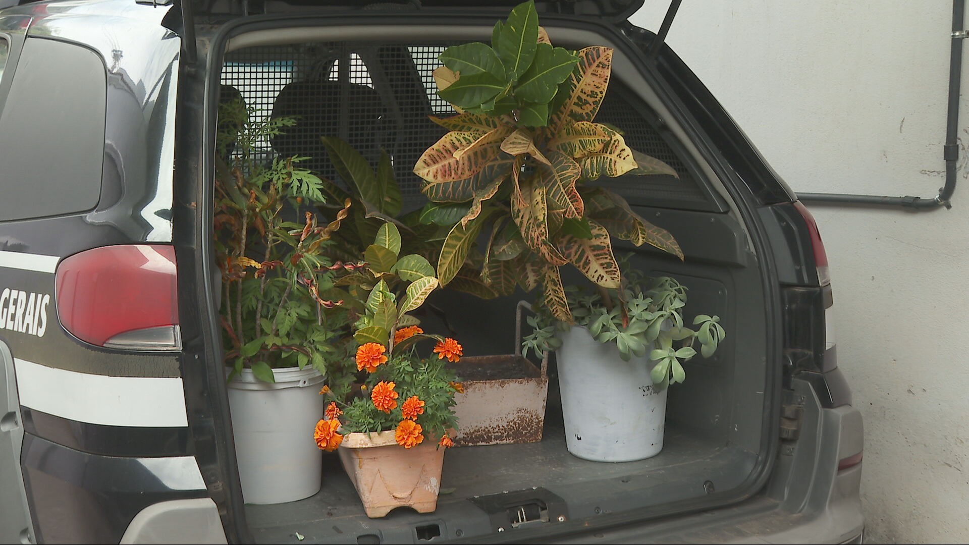 Suspeito de furtar jardim de escola 10 vezes em 8 meses se apresenta à polícia, é preso, mas solto após fiança