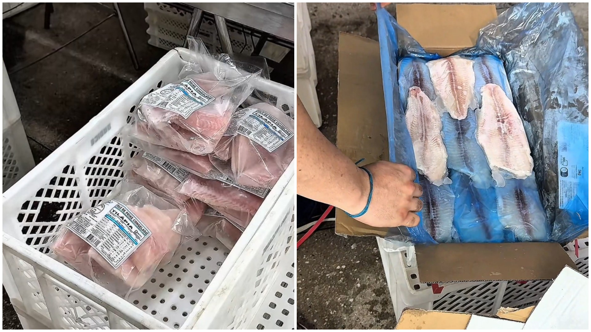 Empresa que vendia peixe panga como tilápia é interditada em Fortaleza | G1