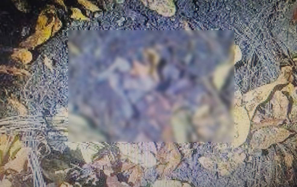 Polícia investiga origem de fragmentos de ossos encontrados em terreno baldio em Presidente Prudente — Foto: Polícia Civil/Reprodução