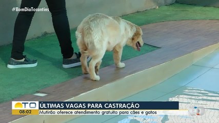 Mutirão de castração em Palmas abre novas vagas para atendimento