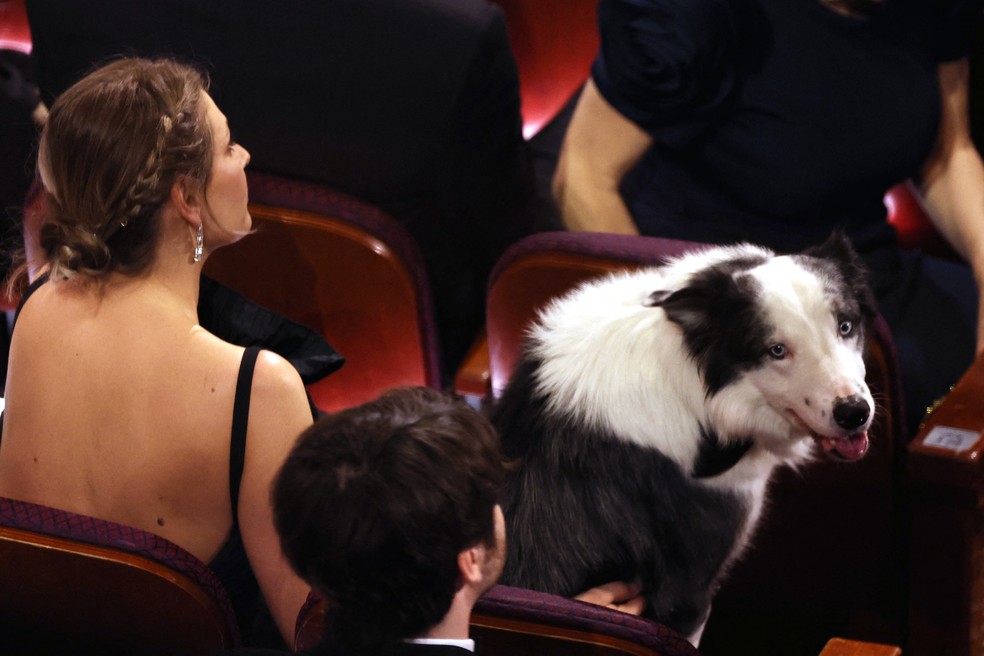 Messi, cachorro de 'Anatomia de uma queda', senta no público do Oscar 2024 — Foto: Mike Blake/Reuters
