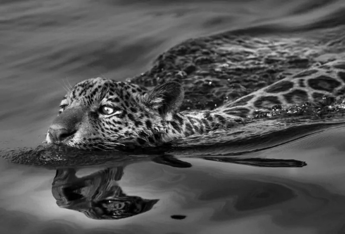 Sebastião Salgado finalizou o projeto 'Gênesis' no Pantanal de MS e disse estar realizando um sonho de infância