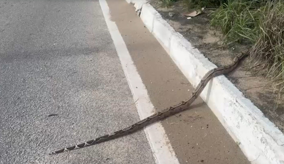VÍDEO: Jiboia atravessa a Via Costeira e chama atenção de motoristas em Natal