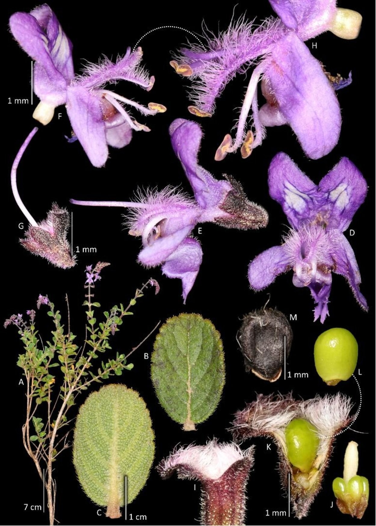 Espécie de planta é descoberta no entorno do Parque Estadual Caminhos dos Gerais, em Monte Azul