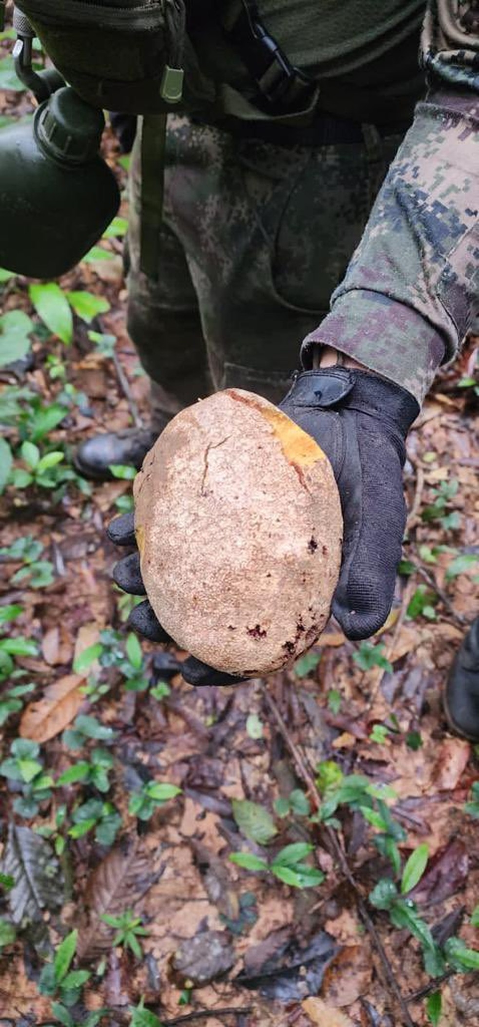 Fruta consumida foi encontrada dentro da floresta na Amazônia Colombiana — Foto: Reprodução/Forças Militares da Colômbia