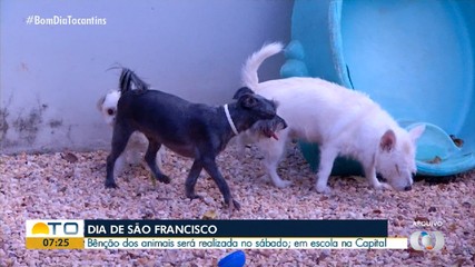 Animais serão abençoados em ação do Dia de São Francisco; confira a programação