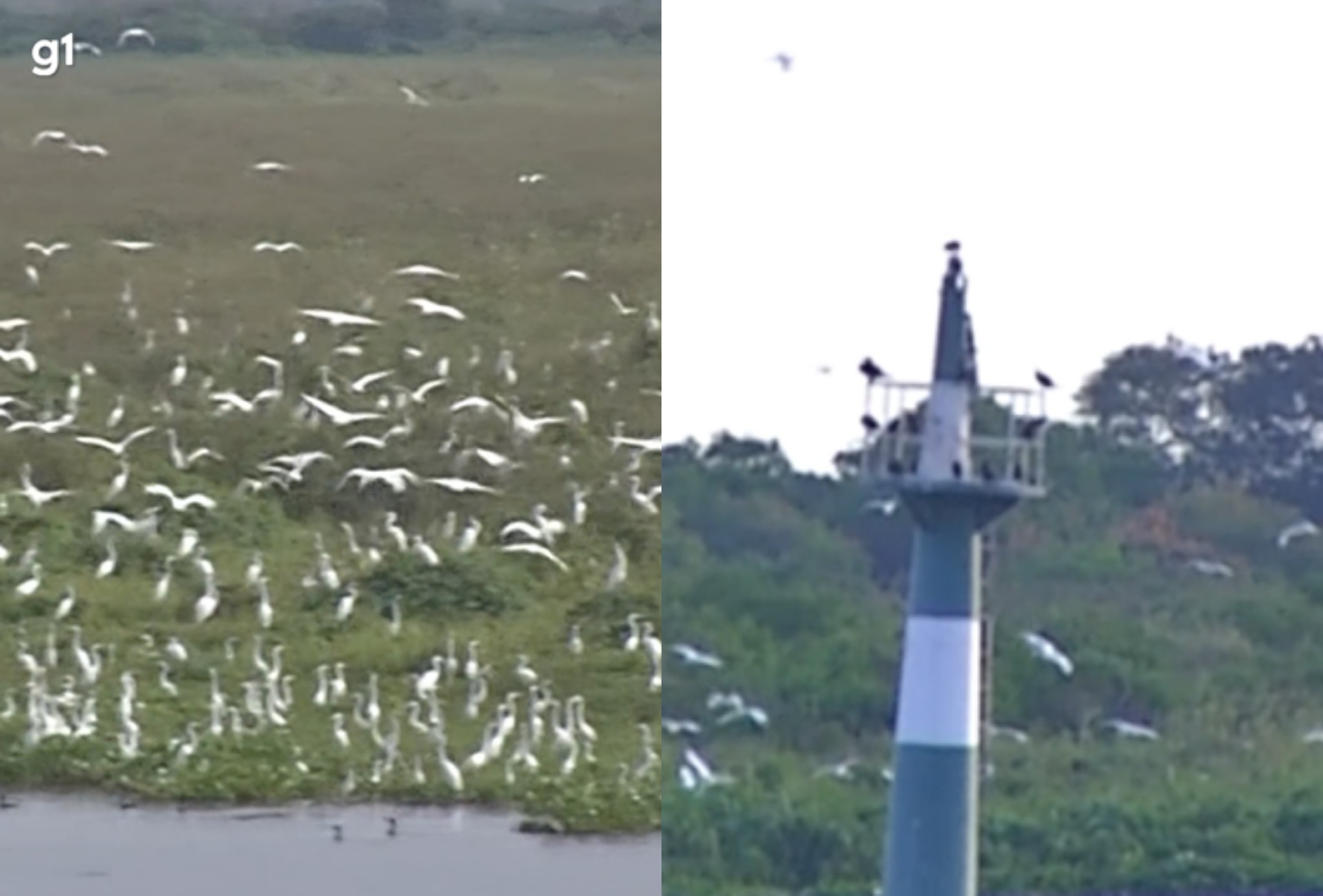 Revoada de aves transforma o céu do Pantanal em espetáculo; biólogo explica