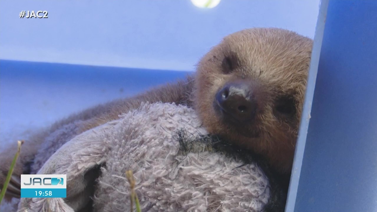 MP pede doações para mais de 100 animais resgatados em áreas de queimadas no Acre; saiba como doar