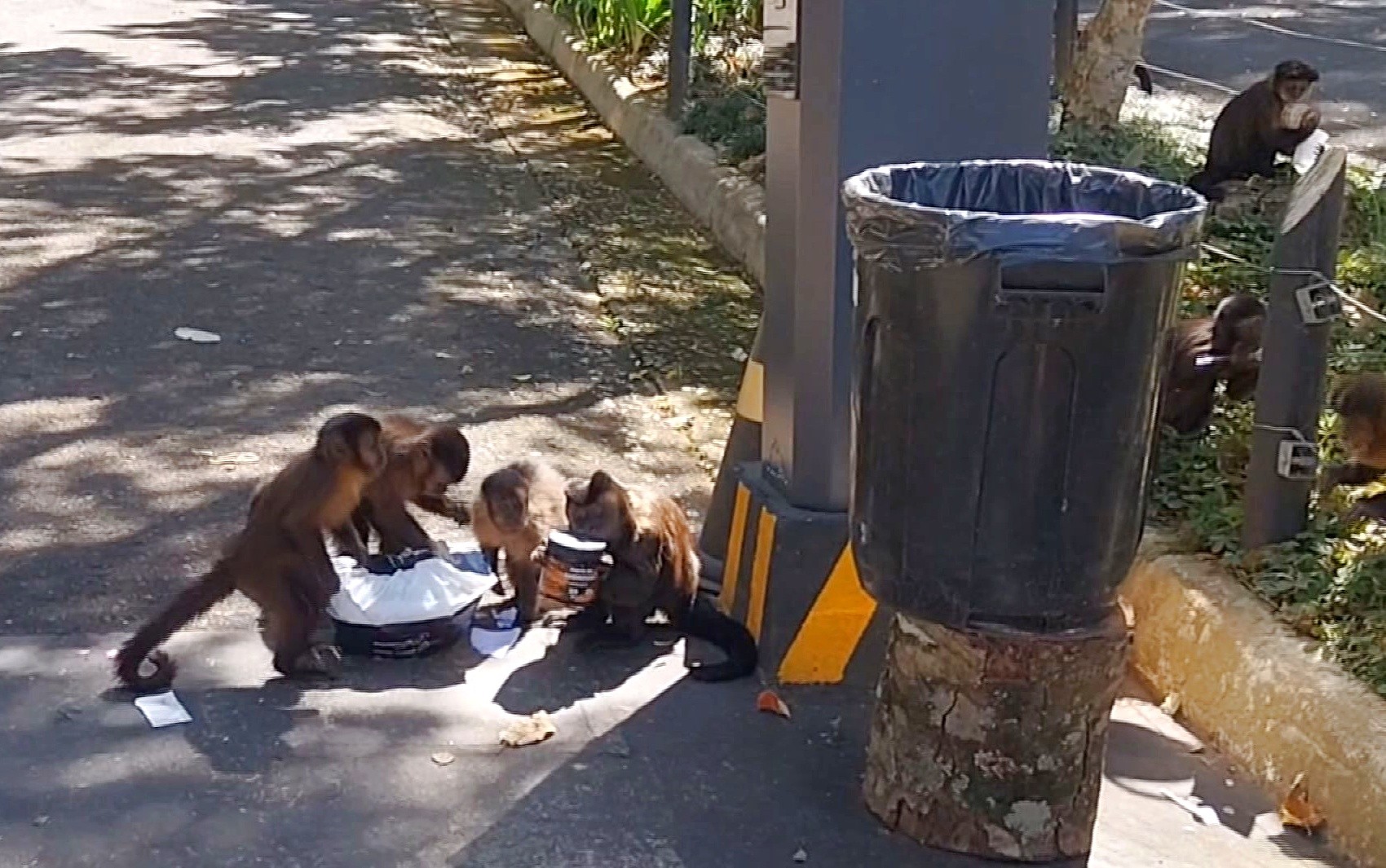 Macacos invadem áreas urbanas e causam preocupação em Poços de Caldas, MG