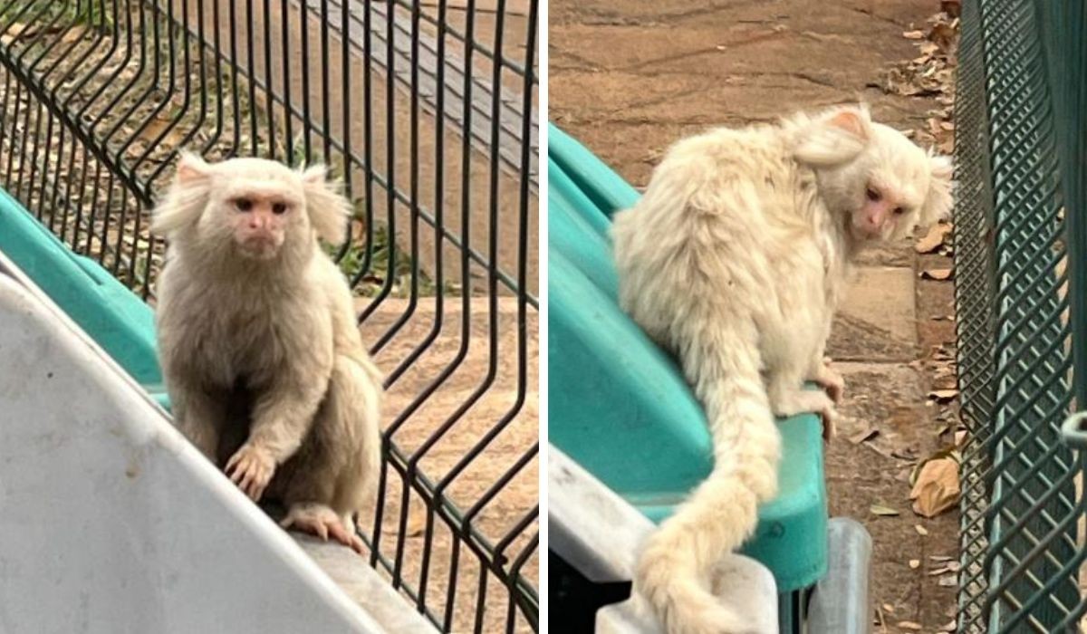 Você Não Tá Convidada pro Meu Bat Mitzvá!