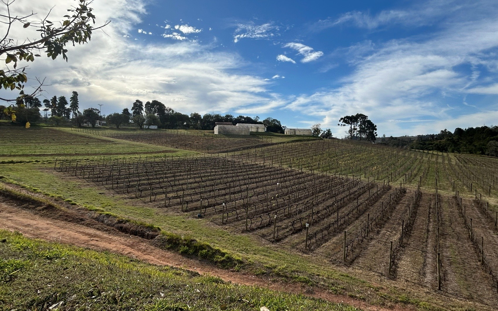 Epamig abre as portas ao enoturismo e mostra a sua produção de vinhos no Sul de MG